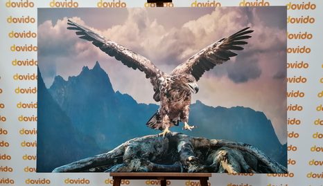 ΕΙΚΌΝΑ ΑΕΤΟΎ ΜΕ ΑΠΛΩΜΈΝΑ ΦΤΕΡΆ ΠΆΝΩ ΑΠΌ ΤΑ ΒΟΥΝΆ - ΠΊΝΑΚΕΣ ΖΏΩΝ - ΠΊΝΑΚΕΣ