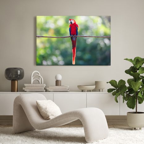 OBRAZ PESTROBAREVNÝ PAPOUŠEK V DŽUNGLI - OBRAZY PTÁCI - OBRAZY