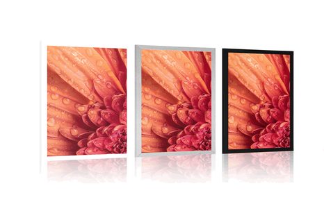 PLAKÁT ORANŽOVÁ GERBERA S KAPKAMI VODY - KVĚTINY - PLAKÁTY