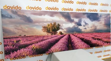 OBRAZ ZEMĚ LEVANDULOVÝCH POLÍ - OBRAZY PŘÍRODY A KRAJINY - OBRAZY