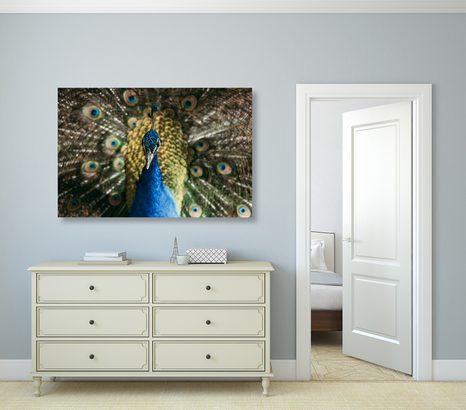 OBRAZ PAW W PEŁNEJ OKAZAŁOŚCI - OBRAZY ZWIERZĄT - OBRAZY