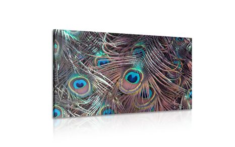 SLIKA PAVJE PERO - SLIKE TIHOŽITJE - SLIKE