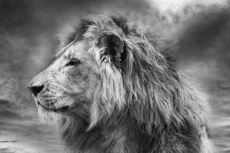 WALLPAPER AFRICAN LION IN BLACK AND WHITE - BLACK AND WHITE WALLPAPERS - WALLPAPERS