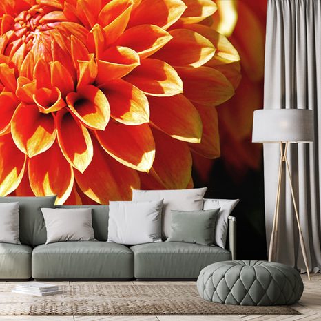 PAPIER PEINT DAHLIA ORANGE - PAPIER PEINT FLEURS - PAPIER PEINT