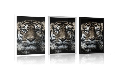 POSTER TIGER - TIERE - POSTER