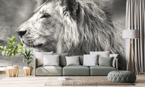 SELF ADHESIVE WALLPAPER AFRICAN LION IN BLACK AND WHITE - SELF-ADHESIVE WALLPAPERS - WALLPAPERS