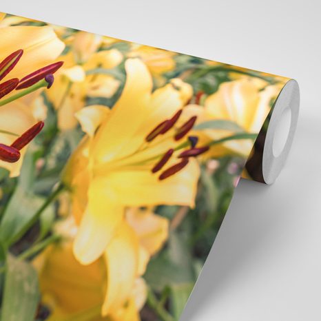 SELBSTKLEBENDE FOTOTAPETE GELBE LILIE - SELBSTKLEBENDE TAPETEN - TAPETEN