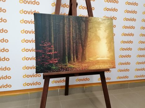 SLIKA GOZDNA POT - SLIKE NARAVE IN POKRAJINE - SLIKE