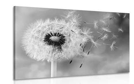 CANVAS PRINT MAGICAL DANDELION IN BLACK AND WHITE