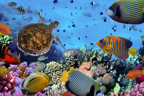 STAMPA SU TELA – MONDO SOTTOMARINO - QADRI DI ANIMALI MARINI - STAMPE E QUADRI