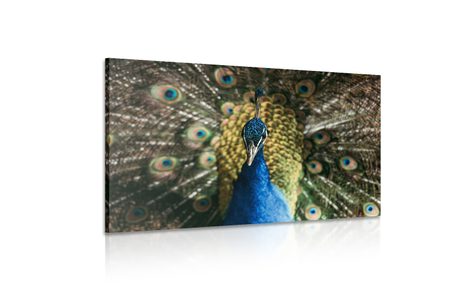 OBRAZ PAW W PEŁNEJ OKAZAŁOŚCI - OBRAZY ZWIERZĄT - OBRAZY