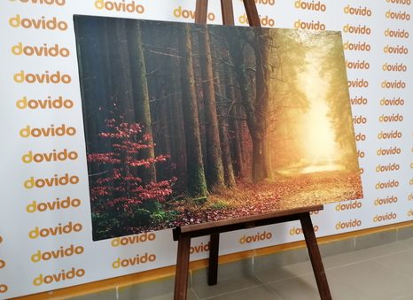 SLIKA GOZDNA POT - SLIKE NARAVE IN POKRAJINE - SLIKE