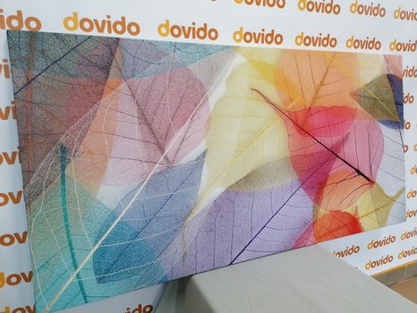 WANDBILD ADERN AUF FARBIGEN BLÄTTERN - BILDER VON NATUR UND LANDSCHAFT - BILDER