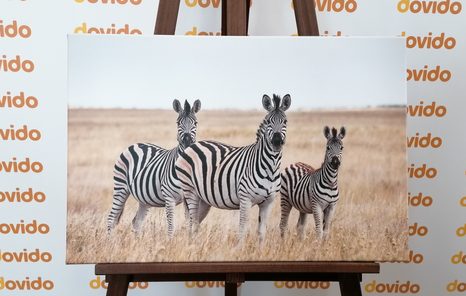 WANDBILD DREI ZEBRAS IN DER SAVANNE - BILDER TIERE - BILDER