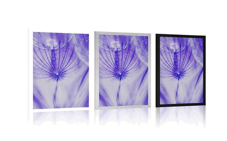 POSTER LÖWENZAHN IN LILA - BLUMEN - POSTER