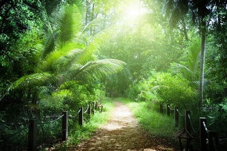 WANDBILD WEG AUF DEN SEYCHELLEN - BILDER VON NATUR UND LANDSCHAFT - BILDER