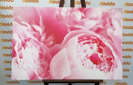 OBRAZ LUPÍNKY KVĚTU - OBRAZY KVĚTŮ - OBRAZY