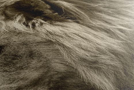 TABLOU LEU AFRICAN ÎN DESIGN SEPIA - TABLOURI ALB-NEGRU - TABLOURI