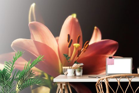 FOTOTAPETA LILIE NA ČERNÉM POZADÍ - TAPETY KVĚTINY - TAPETY