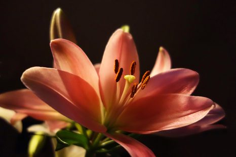 SAMOLEPÍCÍ FOTOTAPETA LILIE NA ČERNÉM POZADÍ - SAMOLEPÍCÍ TAPETY - TAPETY