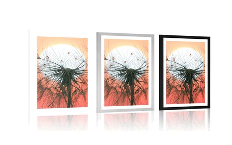 POSTER – DENTE DI LEONE AL TRAMONTO - FIORI - POSTER