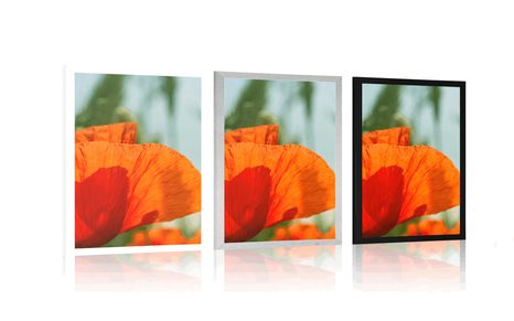 PLAKÁT ČERVENÝ MÁK - KVĚTINY - PLAKÁTY