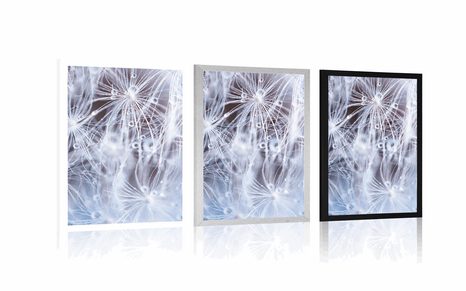 PLAGÁT MAKRO PÚPAVA - KVETY - PLAGÁTY