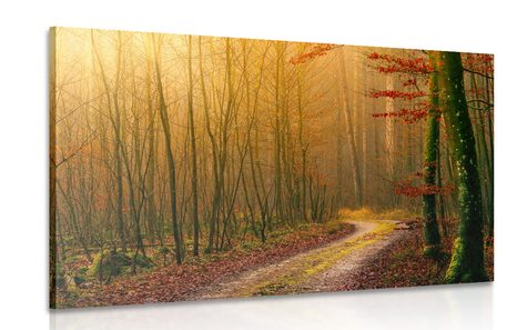 TABLOU CĂRARE SPRE PĂDURE - TABLOU NATURĂ ȘI PEISAJE NATURALE - TABLOURI