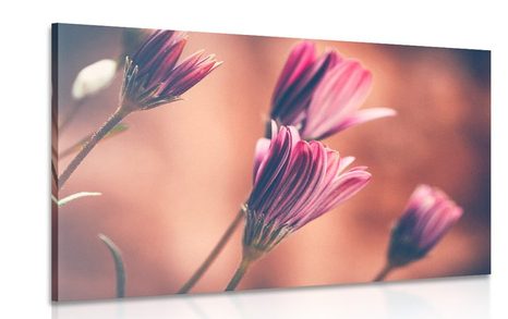CANVAS PRINT DELICATE PINK DAISIES - PICTURES FLOWERS - PICTURES