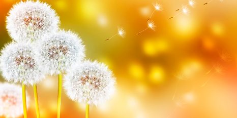 OBRAZ NADÝCHANÁ PAMPELIŠKA - OBRAZY KVĚTŮ - OBRAZY