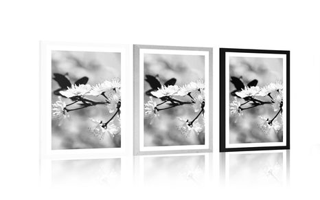 POSTER – FIORE DI CILIEGIO IN BIANCO E NERO - NERO E BIANCO - POSTER