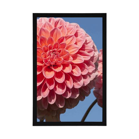 POSTER BLÜHENDE DAHLIE - BLUMEN - POSTER