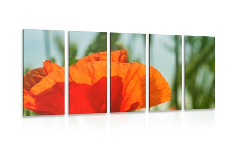 5 PART PICTURE RED POPPY