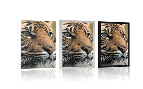 POSTER BENGAL-TIGER - TIERE - POSTER