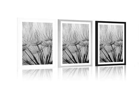 AFFICHE AVEC PASSE-PARTOUT – GRAINES DE PISSENLIT EN NOIR ET BLANC - NOIR ET BLANC - AFFICHES