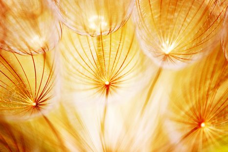 КАРТИНА НА ПЛАТНО – ГЛУХАРЧЕ В ПРЕКРАСНО ИЗПЪЛНЕНИЕ - КАРТИНИ С ЦВЕТЯ - КАРТИНИ