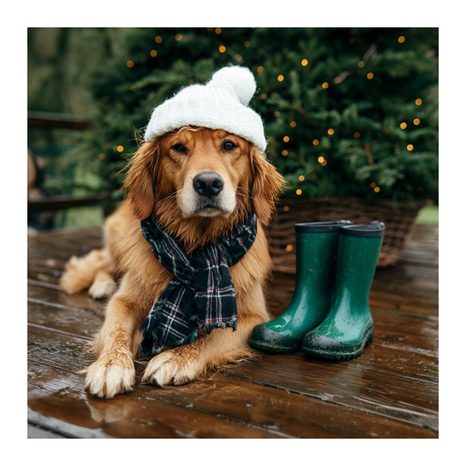 OBRAZ PES V ZIMNÍ ČEPICI - VÁNOČNÍ A ZIMNÍ OBRAZY - OBRAZY