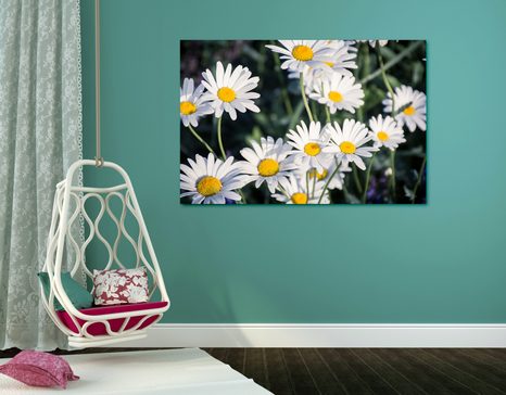 TABLEAU SUR TOILE – MARGUERITES DANS LE JARDIN - TABLEAUX DE FLEURS - TABLEAUX
