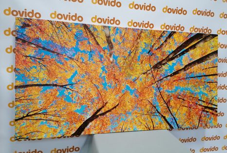 OBRAZ PODZIMNÍ KORUNY STROMŮ - OBRAZY PŘÍRODY A KRAJINY - OBRAZY