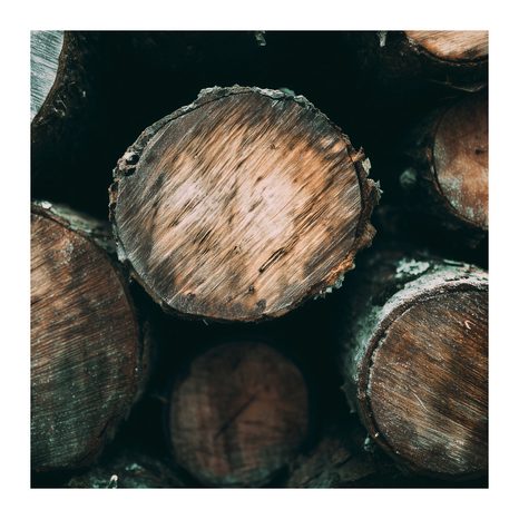 QUADRO SU TELA – STRUTTURA DEI TRONCHI DI FORESTA - QUADRI ALBERI E FOGLIE - STAMPE E QUADRI