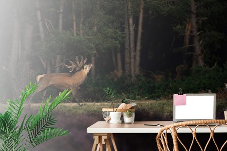 CARTA DA PARATI – CERVO MAESTOSO - CARTA DA PARATI ANIMALI - CARTA DA PARATI