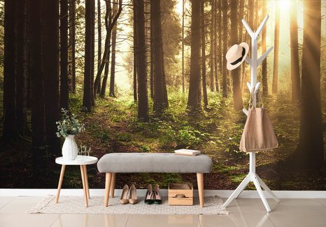 CARTA DA PARATI – BOSCO ILLUMINATO DAL SOLE - CARTA DA PARATI NATURA - CARTA DA PARATI