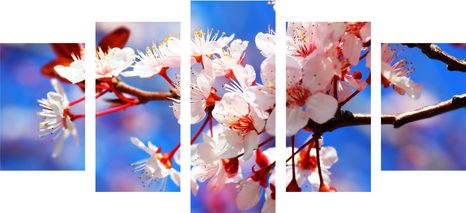 5-TEILIGES WANDBILD KIRSCHBLÜTE - BILDER BLUMEN - BILDER