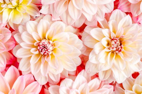 OBRAZ NĚŽNÉ KVĚTY JIŘINY - OBRAZY KVĚTŮ - OBRAZY