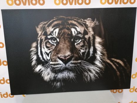 QUADRO SU TELA – TIGRE - 🔥 SVENDITA TOTALE
