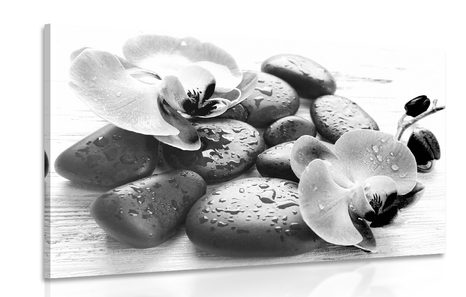 CANVAS PRINT BEAUTIFUL INTERPLAY OF STONES AND ORCHIDS IN BLACK AND WHITE - BLACK AND WHITE PICTURES - PICTURES