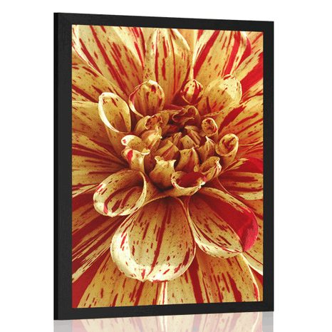 POSTER EXOTISCHE DAHLIE - BLUMEN - POSTER