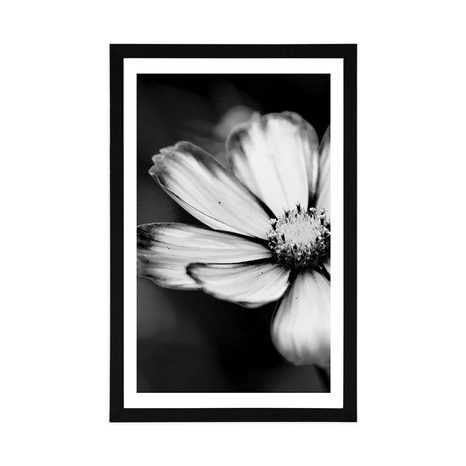 POSTER WITH MOUNT GARDEN COSMOS FLOWER IN BLACK AND WHITE - BLACK AND WHITE - POSTERS