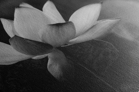 WANDBILD ZARTE LOTOSBLÜTE IN SCHWARZ-WEISS - SCHWARZ-WEISSE BILDER - BILDER