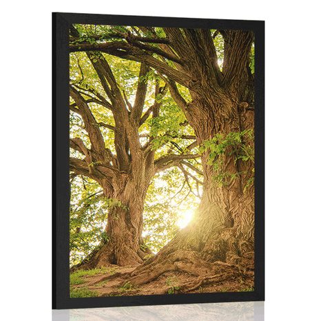 POSTER MAJESTIC TREES - NATURE - POSTERS